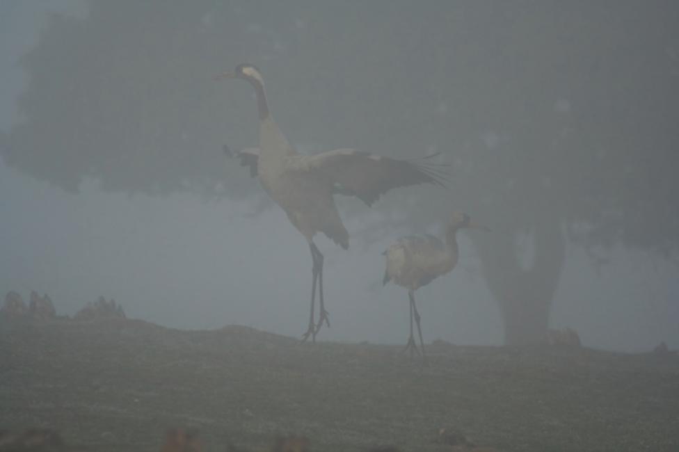 Grullas en la niebla I